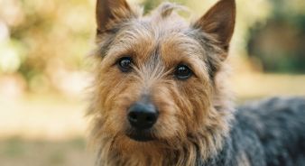 Australsk terrier