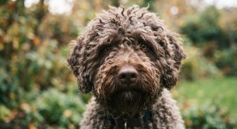 Barbet