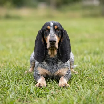 Basset bleu de gascogne