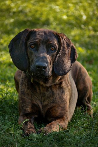 Bayersk bjergschweisshund