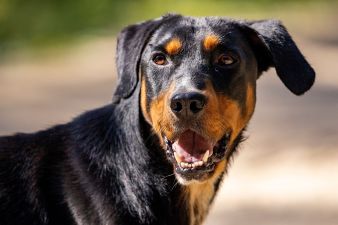 Beauceron