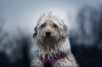 Bedlington terrier