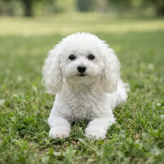 Bichon frisé