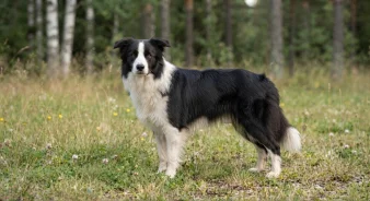 Border collie