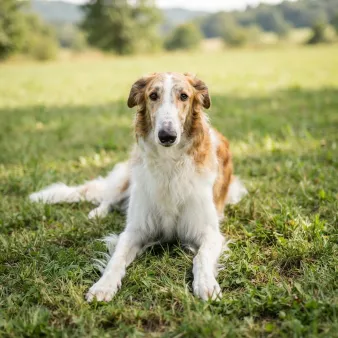 Borzoi