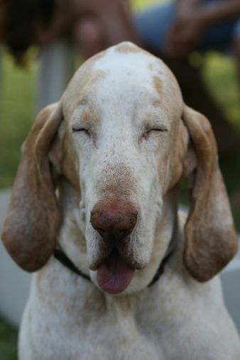 Bracco italiano