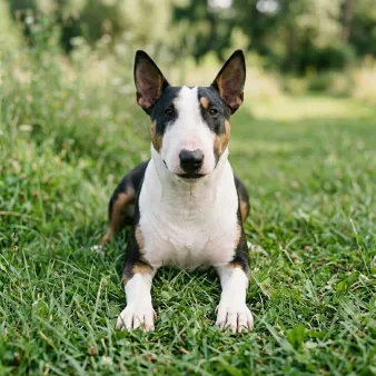 Bull terrier