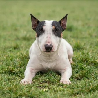 Bull terrier, miniature