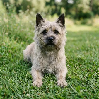 Cairn terrier