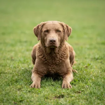 Chesapeake bay retriever