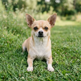 Chihuahua