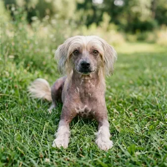 Chinese crested