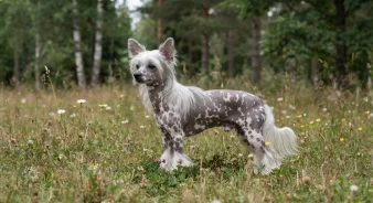 Chinese crested