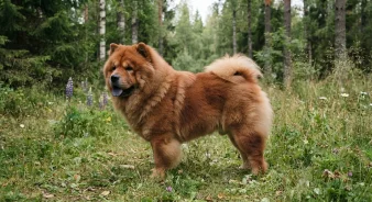 Chow chow