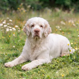 Clumber spaniel