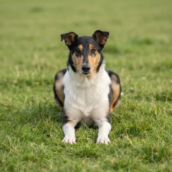 Collie, korthåret