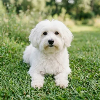 Coton de Tulear