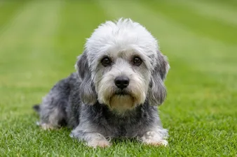 Dandie dinmont terrier