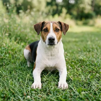Dansk/Svensk gårdhund
