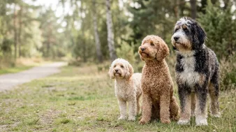 Doodle-hunde – typer, pels og temperament | Hunderacer.dk