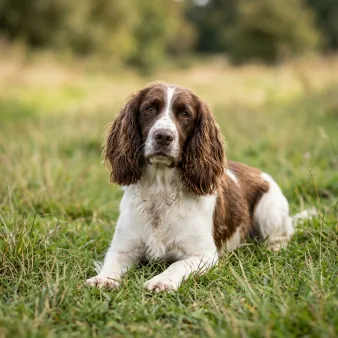Engelsk springer spaniel