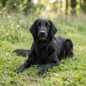 Flat-coated retriever