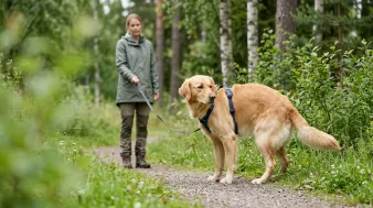 Forstoppelse hos hund – symptomer, årsager og hjælp | Hunderacer.dk