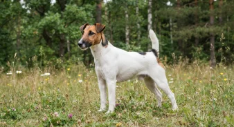 Fox terrier, glathåret