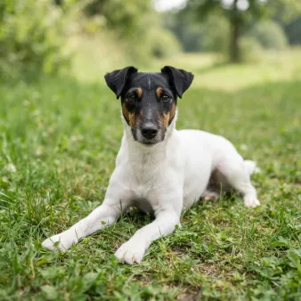 Fox terrier, glathåret