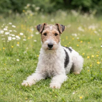 Fox terrier, ruhåret