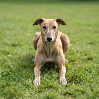 Greyhound