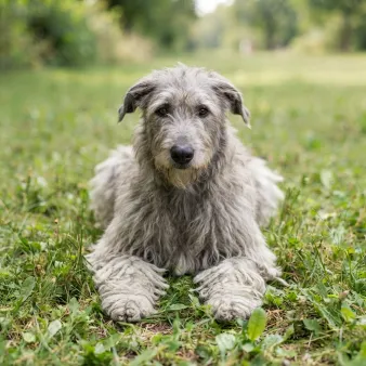 Hjortehund