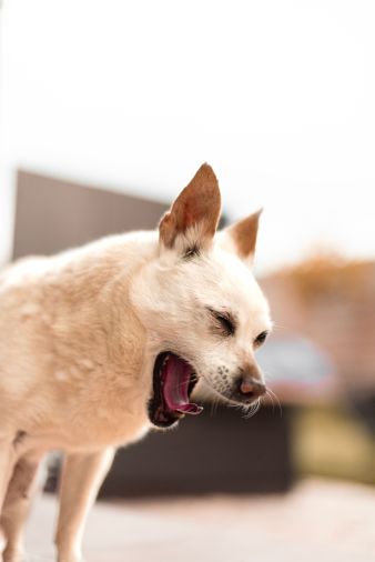 Hund kaster op – årsager, faresignaler og hvad du gør