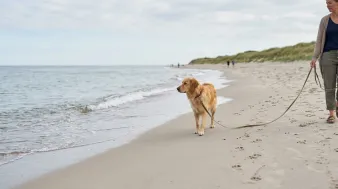 Hund på stranden – regler om snor og badning | Hunderacer.dk