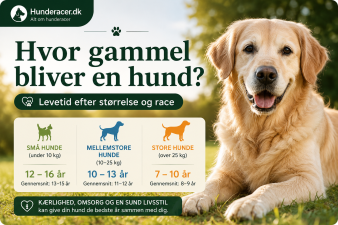 Hvor gammel bliver en hund? Levetid efter størrelse og race