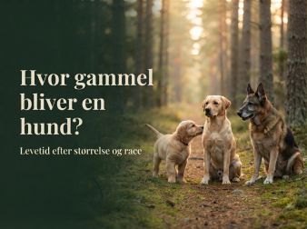 Hvor gammel bliver en hund? Levetid efter størrelse og race