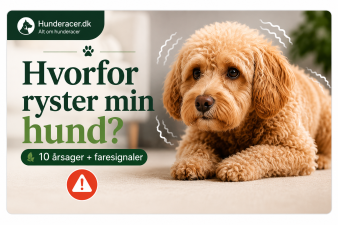 Hvorfor ryster min hund? 10 årsager + faresignaler