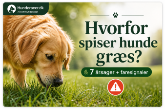 Hvorfor spiser hunde græs? 7 årsager + faresignaler