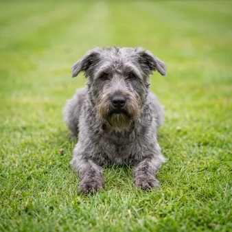 Irish glen of imaal terrier