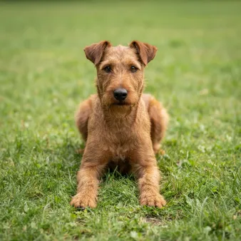 Irsk terrier