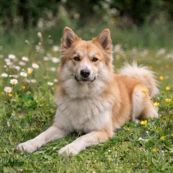 Islandsk fårehund