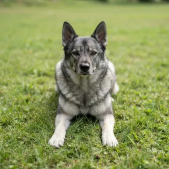 Jämthund
