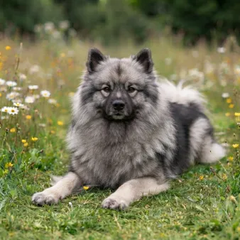 Keeshond