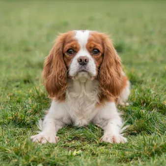 King charles spaniel