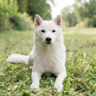 Kishu