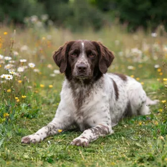 Kleiner münsterländer
