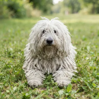 Komondor