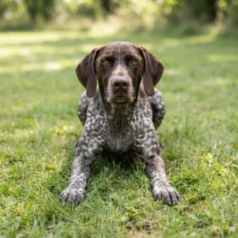 Korthåret hønsehund