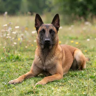 Malinois