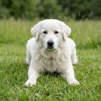 Maremma